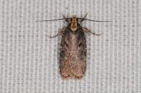 Agonopterix liturosa