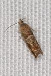 Epinotia tenerana