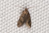Borkhausenia fuscescens