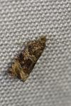 Celypha lacunana