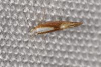 Argyresthia albistria
