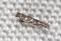 Parectopa ononidis