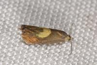Dichrorampha