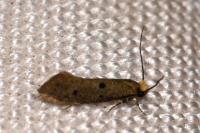 Tinea trinotella