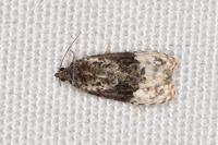 Apotomis betuletana