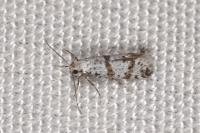 Scythropia crataegella
