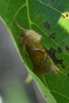 Triodia sylvina