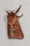 Triodia sylvina