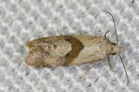 Cochylidia