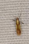 Caloptilia alchimiella