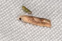 Eucosma