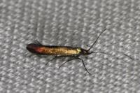 Coleophora