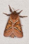 Triodia sylvina