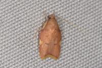 Carcina quercana