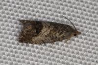 Cydia splendana