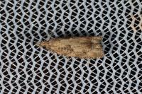Acroclita subsequana