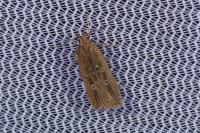 Helcystogramma triannulella