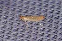 Phyllonorycter messaniella