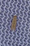 Phyllonorycter messaniella