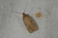 Agonopterix subpropinquella