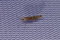 Plutella xylostella
