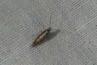 Plutella xylostella