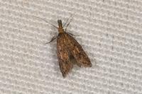 Aplota palpella