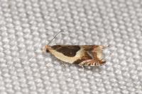 Ancylis badiana