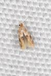 Bucculatrix ulmella