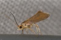 Crassa unitella