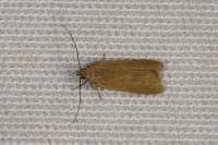 Acompsia cinerella