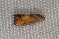 Pammene aurita