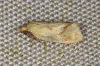 Agapeta hamana