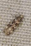 Chionodes electella