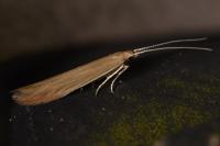 Coleophora