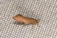 Crassa unitella