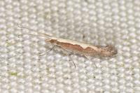 Plutella xylostella