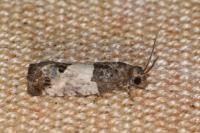 Spilonota ocellana