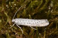 Yponomeuta evonymella