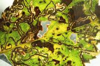 Stigmella betulicola