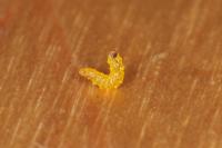 Stigmella betulicola