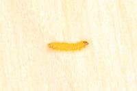 Stigmella betulicola