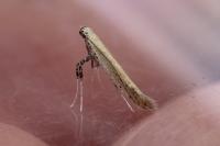 Aspilapteryx tringipennella