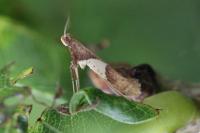 Caloptilia stigmatella