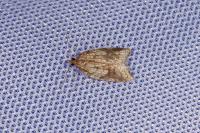 Acleris rhombana