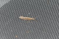 Plutella xylostella