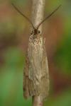 Diurnea lipsiella