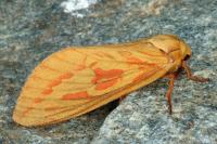 Hepialus humuli
