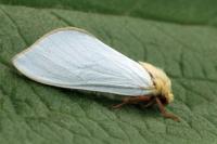 Hepialus humuli
