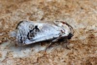 Parahypopta caestrum